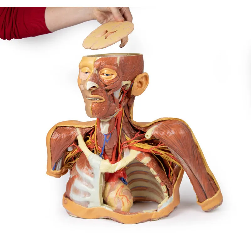 3D Printed Head, Neck, Shoulder and Thorax Replica with Angiosomes
