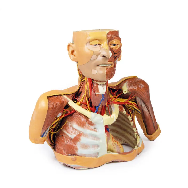 3D Printed Head, Neck, Shoulder and Thorax Replica with Angiosomes