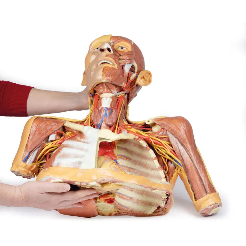 3D Printed Head, Neck, Shoulder and Thorax Replica with Angiosomes