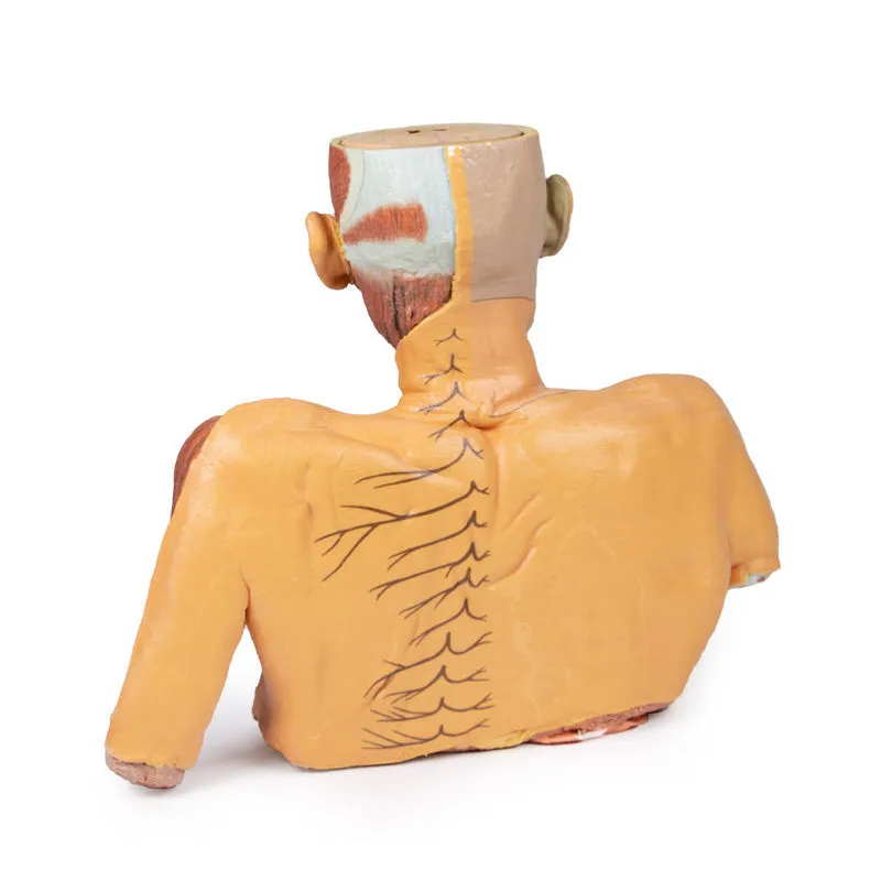 3D Printed Head, Neck, Shoulder and Thorax Replica with Angiosomes