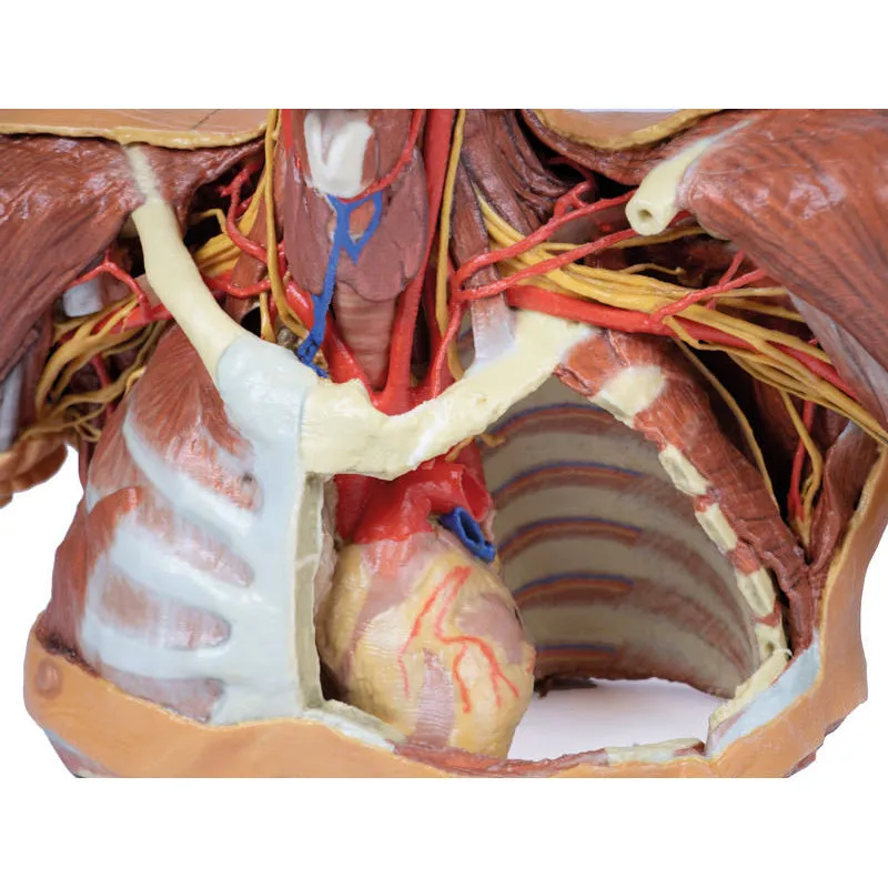 3D Printed Head, Neck, Shoulder and Thorax Replica with Angiosomes