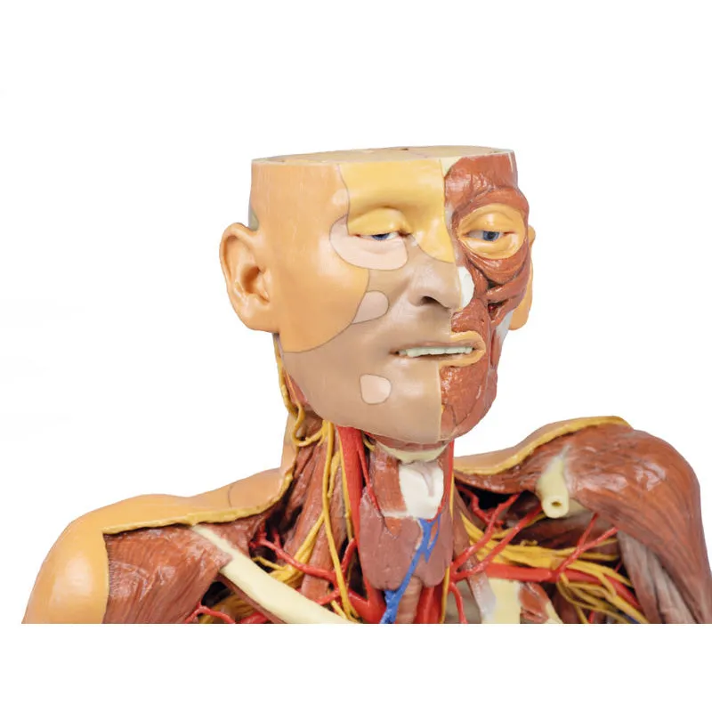 3D Printed Head, Neck, Shoulder and Thorax Replica with Angiosomes