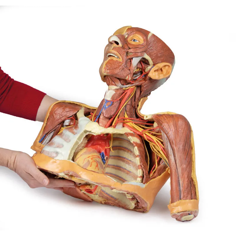 3D Printed Head, Neck, Shoulder and Thorax Replica with Angiosomes