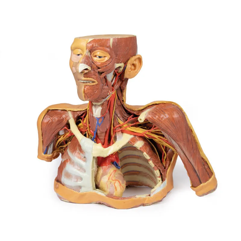 3D Printed Head, Neck, Shoulder and Thorax Replica with Angiosomes